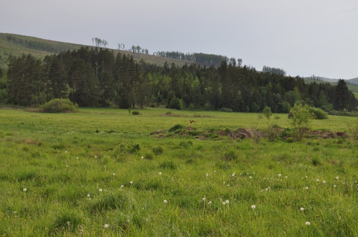 Fotografia  druhu  srnec lesný  