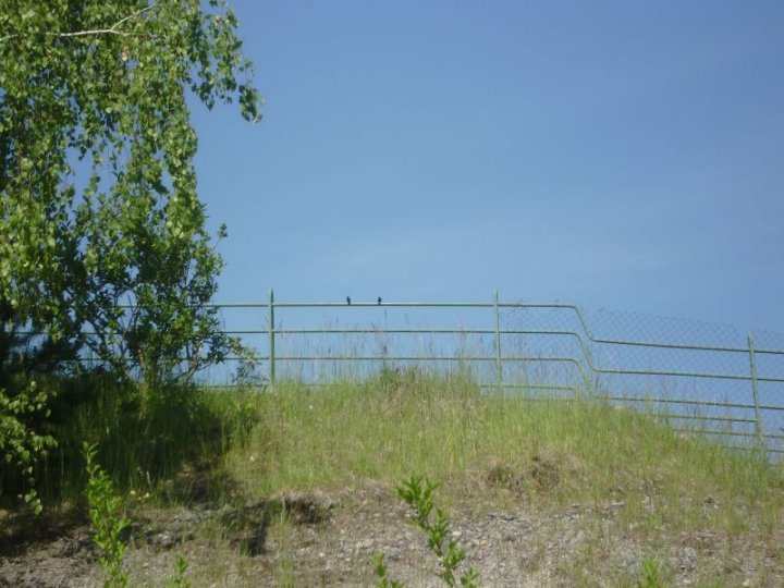 Fotografia  druhu  lastovička domová