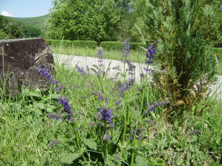 Fotografia  druhu  šalvia lúčna