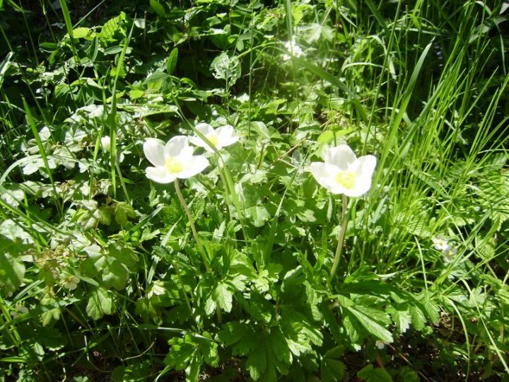 Fotografia  druhu  veternica lesná