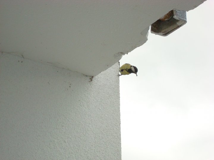 Fotografia  druhu  sýkorka bielolíca / veľká