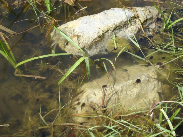 Fotografia  druhu  ropucha bradavičnatá