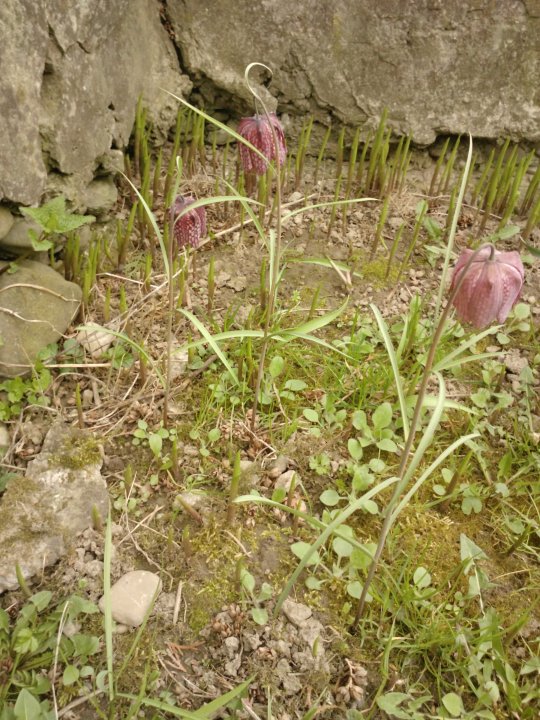 Fotografia  druhu  korunkovka strakatá