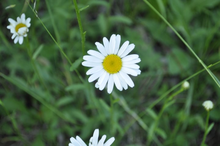 Fotografia  druhu  margaréta biela