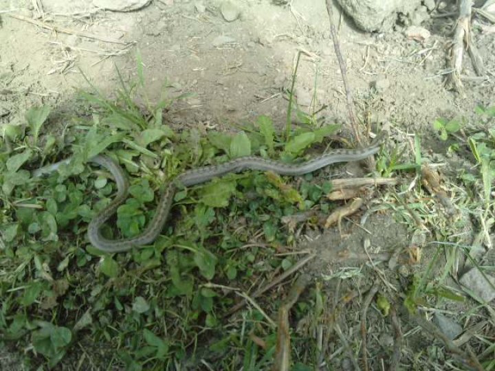 Fotografia  druhu  užovka obojková