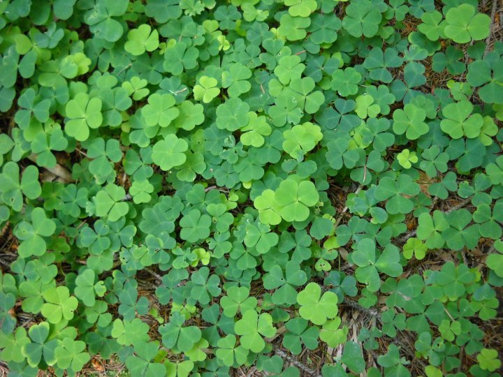Fotografia  druhu  kyslička obyčajná