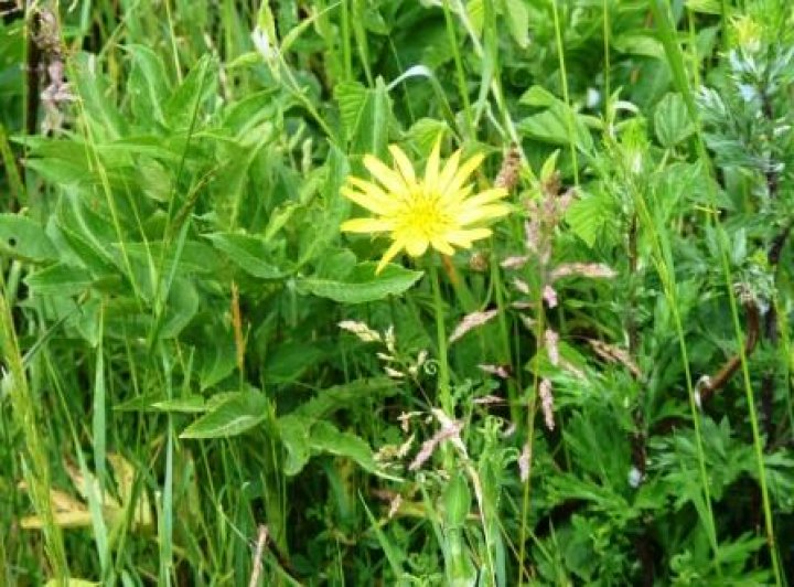 Fotografia  druhu  kozobrada lúčna