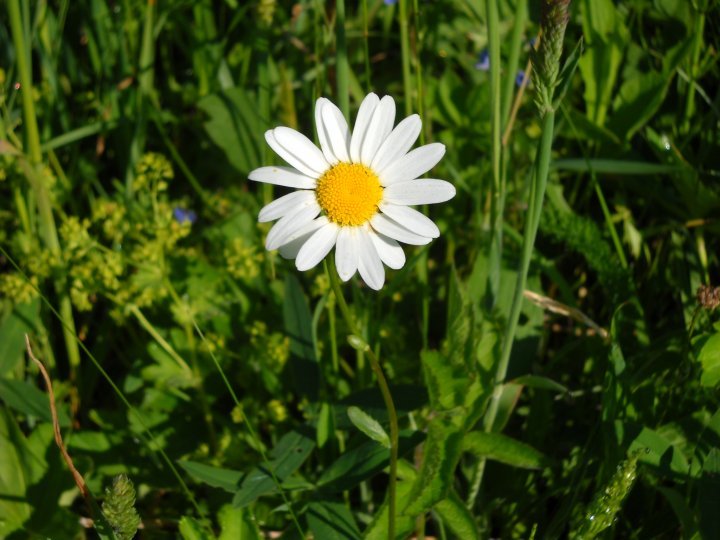 Fotografia  druhu  margaréta biela