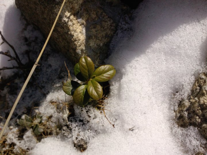 Fotografia  druhu  zimozeleň menšia