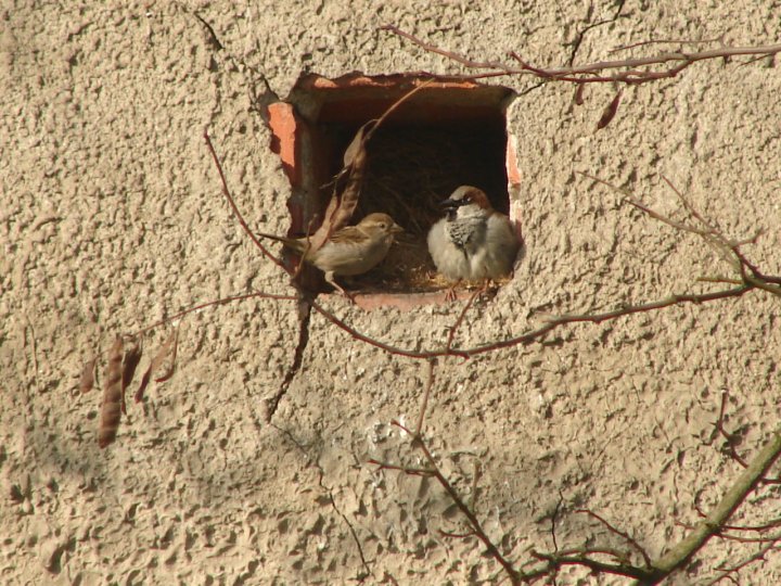 Fotografia  druhu  vrabec domový