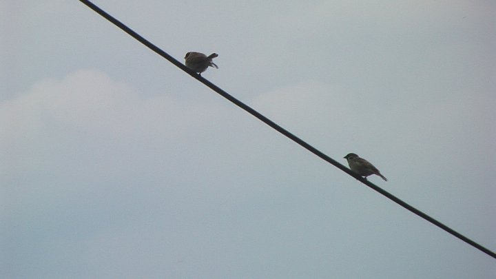 Fotografia  druhu  vrabec domový