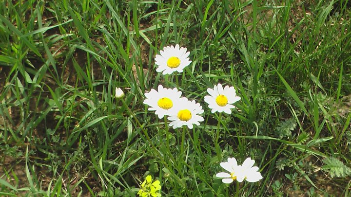 Fotografia  druhu  margaréta biela