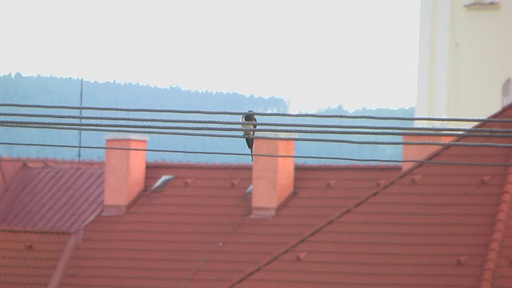 Fotografia  druhu  lastovička domová