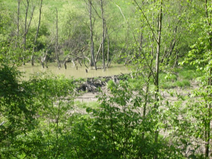 Fotografia  druhu  bobor vodný
