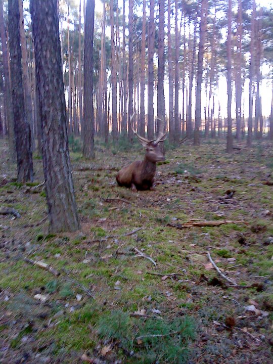 Fotografia  druhu  jeleň lesný  