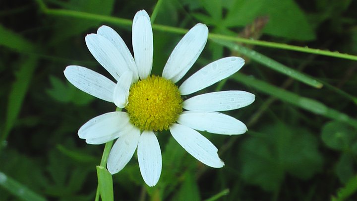 Fotografia  druhu  margaréta biela