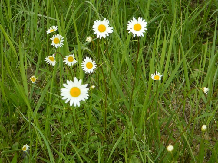 Fotografia  druhu  margaréta biela