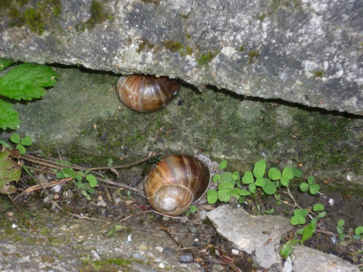 Fotografia  druhu  slimák záhradný