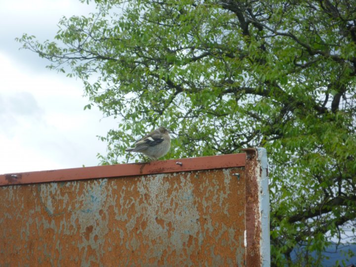 Fotografia  druhu  pinka lesná