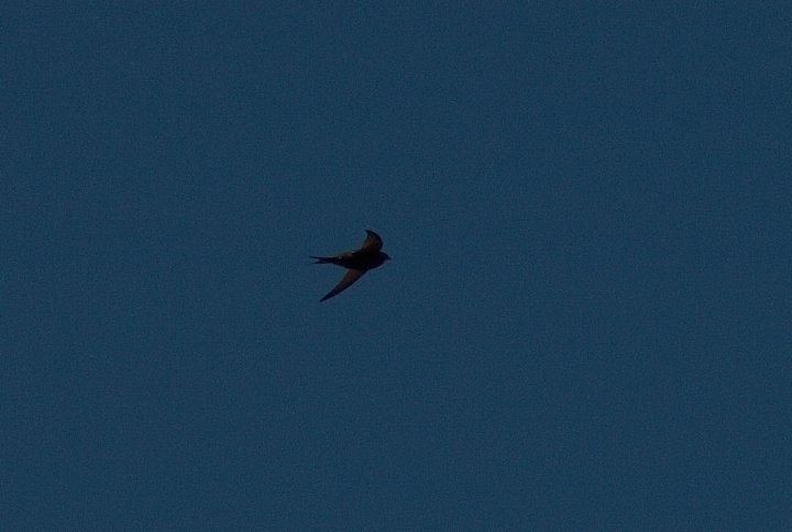 Fotografia  druhu  dážďovník tmavý