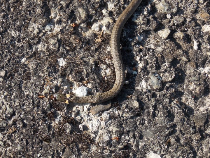 Fotografia  druhu  užovka obojková