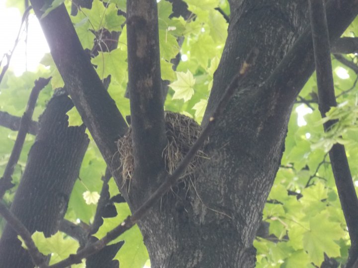Fotografia  druhu  drozd čvíkotavý