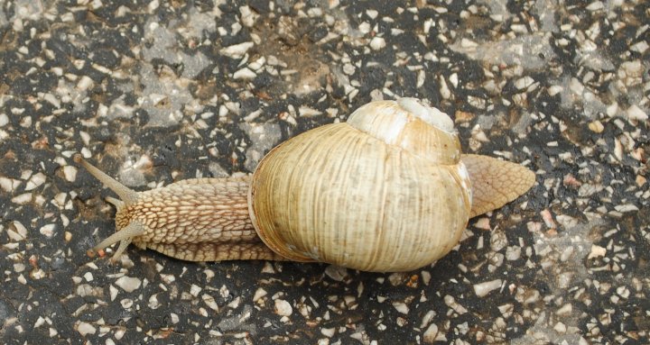 Fotografia  druhu  slimák záhradný