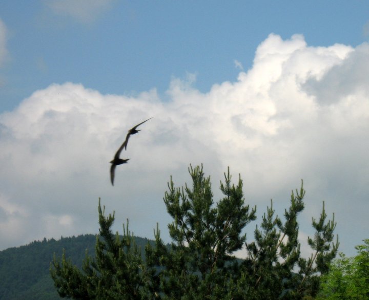 Fotografia  druhu  dážďovník tmavý