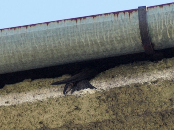 Fotografia  druhu  dážďovník tmavý