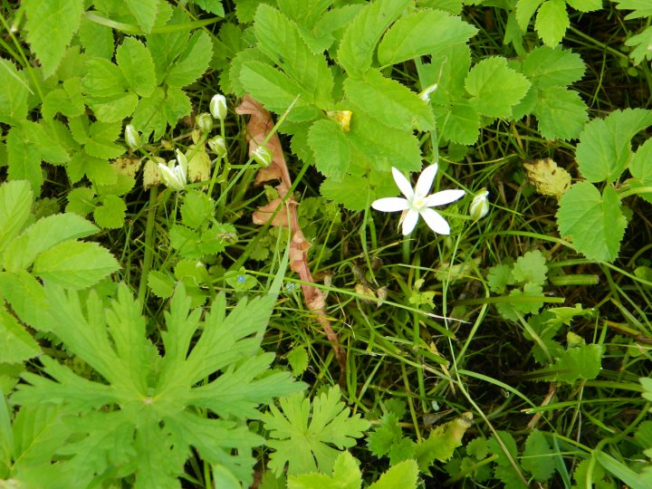Fotografia  druhu  bledavka okolíkatá