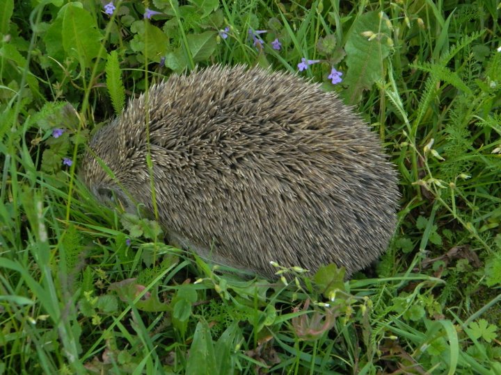 Fotografia  druhu  jež bledý / jež východný
