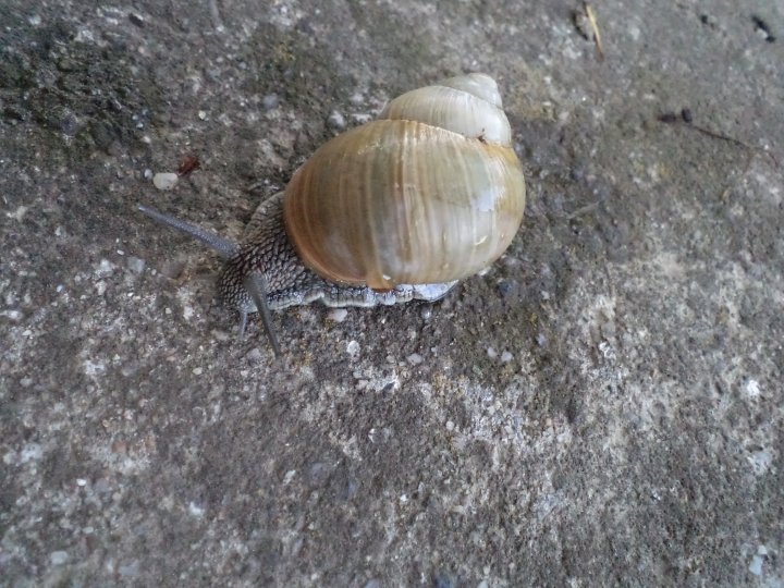 Fotografia  druhu  slimák záhradný