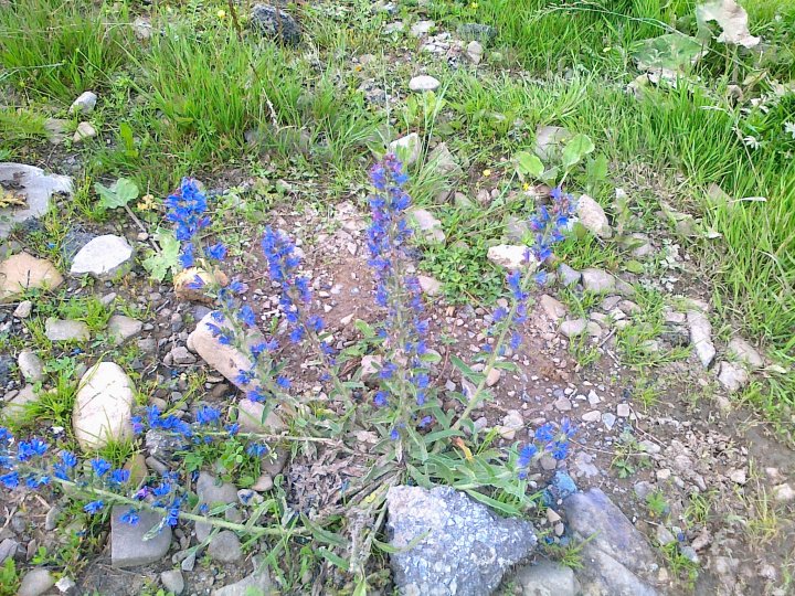 Fotografia  druhu  hadinec obyčajný