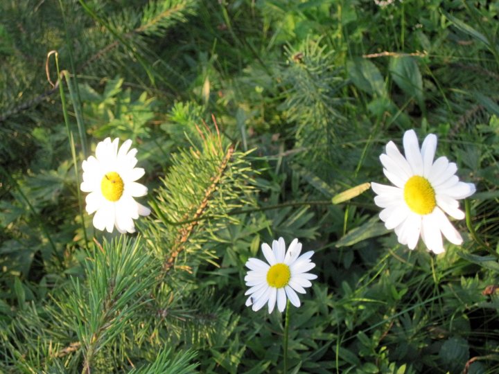 Fotografia  druhu  margaréta biela