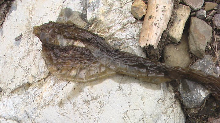 Fotografia  druhu  užovka obojková