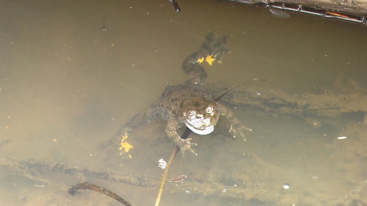 Fotografia  druhu  kunka žltobruchá