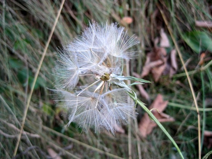 Fotografia  druhu  kozobrada lúčna