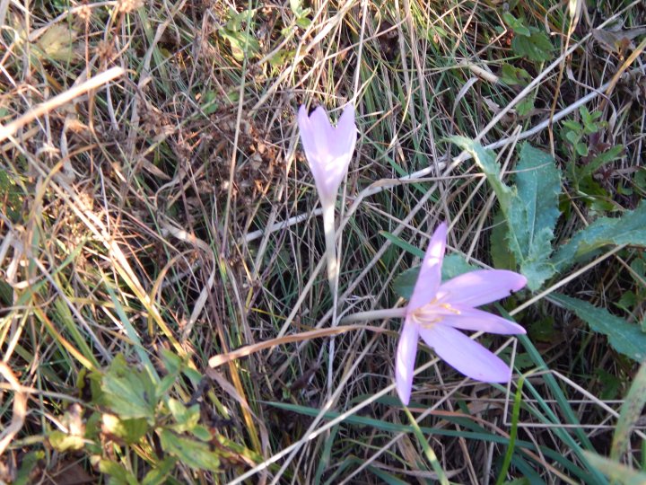 Fotografia  druhu  jesienka obyčajná