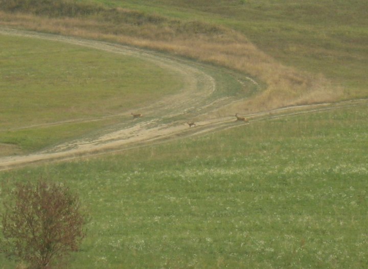 Fotografia  druhu  srnec lesný  