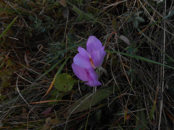 Fotografia  druhu  jesienka obyčajná