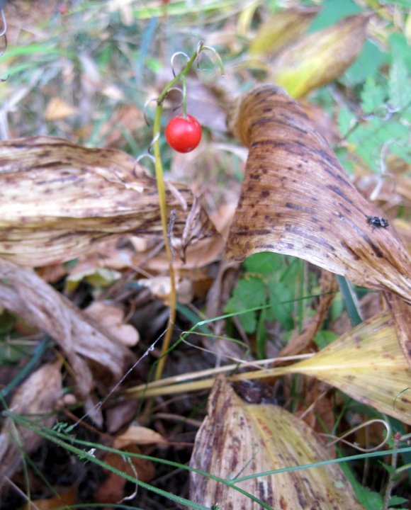 Fotografia  druhu  konvalinka voňavá