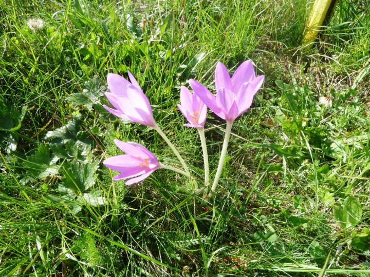 Fotografia  druhu  jesienka obyčajná
