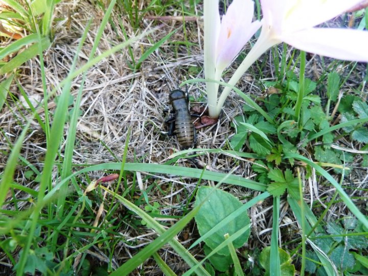 Fotografia  druhu  svrček poľný
