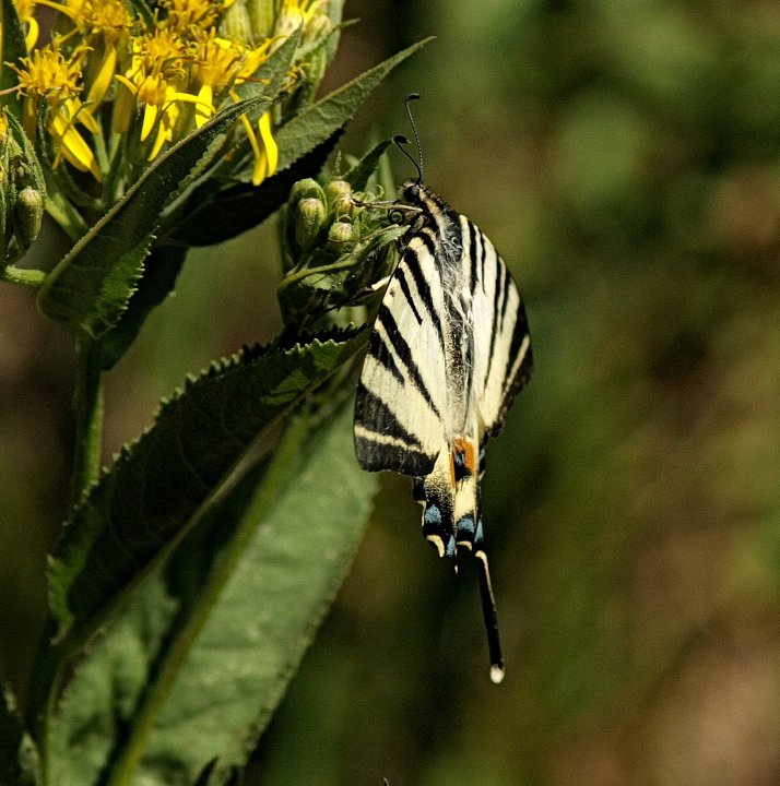 Fotografia  druhu  vidlochvost ovocný
