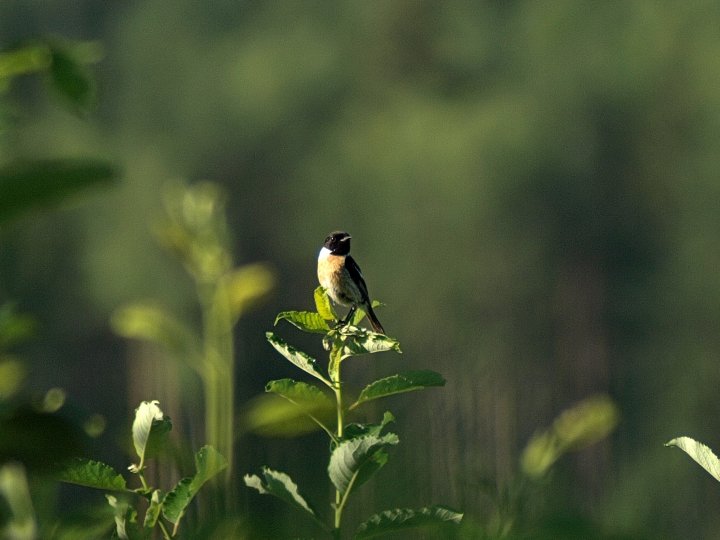 Fotografia  druhu  pŕhľaviar čiernohlavý