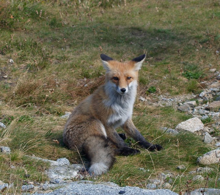 Fotografia  druhu  líška hrdzavá