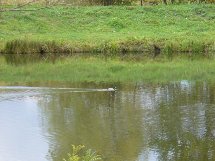 Fotografia  druhu  kačica divá