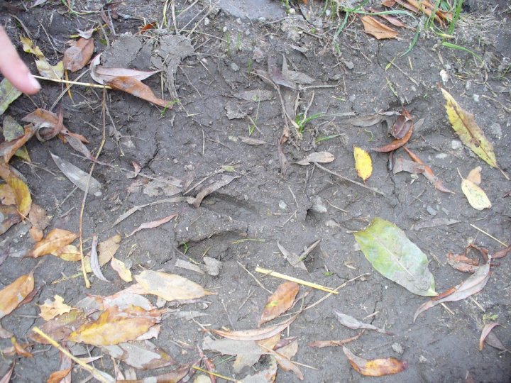 Fotografia  druhu  diviak lesný