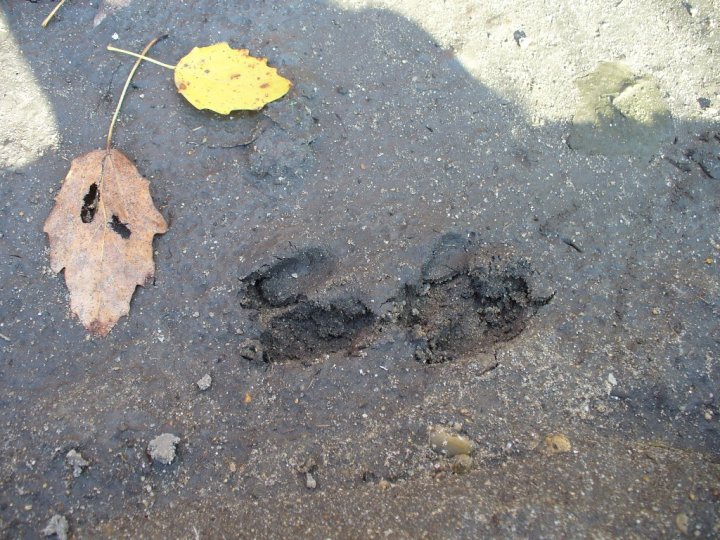 Fotografia  druhu  srnec lesný  