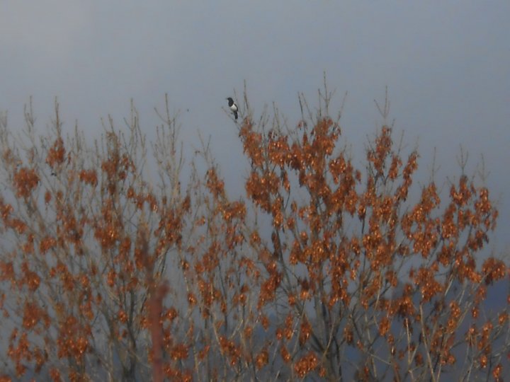 Fotografia  druhu  straka čiernozobá